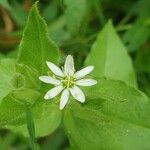 Myosoton aquaticumFlower