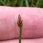 Eleocharis multicaulis Flor