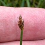 Eleocharis multicaulis Bloem