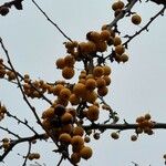 Malus sylvestris Fruit