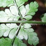 Triplophyllum pilosissimum Deilen