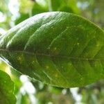 Turraea ovata Leaf