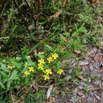 Goodenia heterophylla Hábito