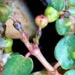Chamaesyce serpens Плод