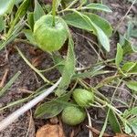 Physalis longifoliaPlod