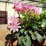 Lewisia longipetala ᱵᱟᱦᱟ