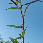 Ludwigia octovalvis Leaf