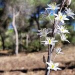 Drimia maritimaBlomst