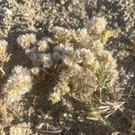 Paronychia capitata Flower