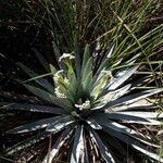 Paepalanthus bromelioides Hábito
