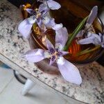Herbertia lahue Flower