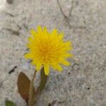 Sonchus bulbosus Kvet