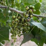 Populus deltoides Φρούτο