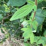 Hypericum hirsutum Likasa
