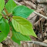 Panax quinquefolius Leaf