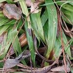 Carex plantaginea Leaf