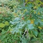 Quercus bicolor Blatt