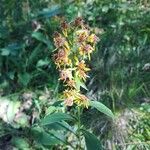 Solidago virgaureaFlower