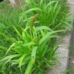 Setaria italica Habit