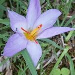 Crocus thomasii Flower