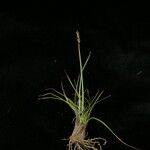 Carex bonatiana Συνήθη χαρακτηριστικά