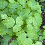 Aquilegia nigricans List