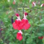 Salvia microphyllaFlors