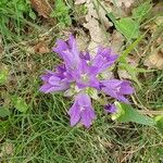 Campanula glomerataFlower