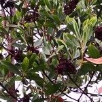 Acacia mangium Агульны выгляд