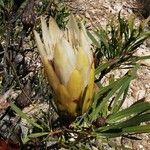 Protea repens Cvet