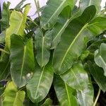 Philodendron burle-marxii Leaf