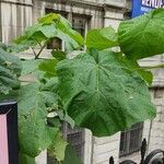 Paulownia tomentosaЛисток