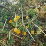 Acacia nilotica Blomst