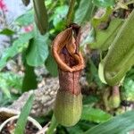 Nepenthes truncata Flor