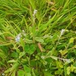 Myosotis nemorosa Flor