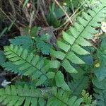 Adiantum latifolium Folha