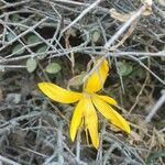 Sternbergia colchiciflora Blodyn