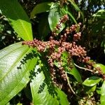 Miconia calvescens फल