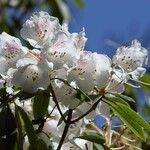 Rhododendron morii Blüte