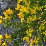 Cytisophyllum sessilifolium Цвят