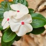 Catharanthus roseus Flower