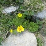 Adonis pyrenaica Habitus