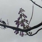 Paulownia tomentosaപുഷ്പം