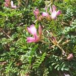 Hedysarum spinosissimum Květ