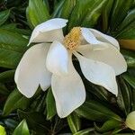 Magnolia virginianaЦвят