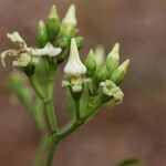 Voacanga africana Blomma