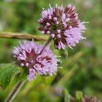 Mentha aquatica 花