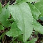 Rumex patientia Leaf