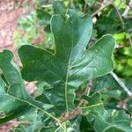 Quercus stellata পাতা