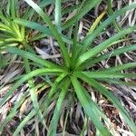 Eryngium paniculatum Habitus